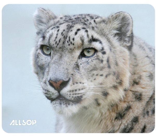 Allsop Podložka pod myš - Sněžný leopard - obrázek produktu